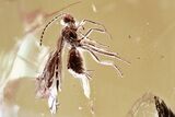 Two Fossil Wasps (Diapriidae & Braconidae) In Baltic Amber #315305-1